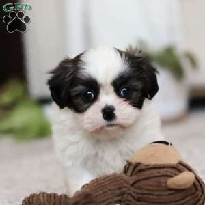 Oakley, Shih Tzu Puppy