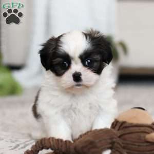 Oakley, Shih Tzu Puppy