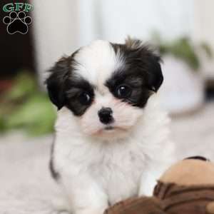 Oakley, Shih Tzu Puppy