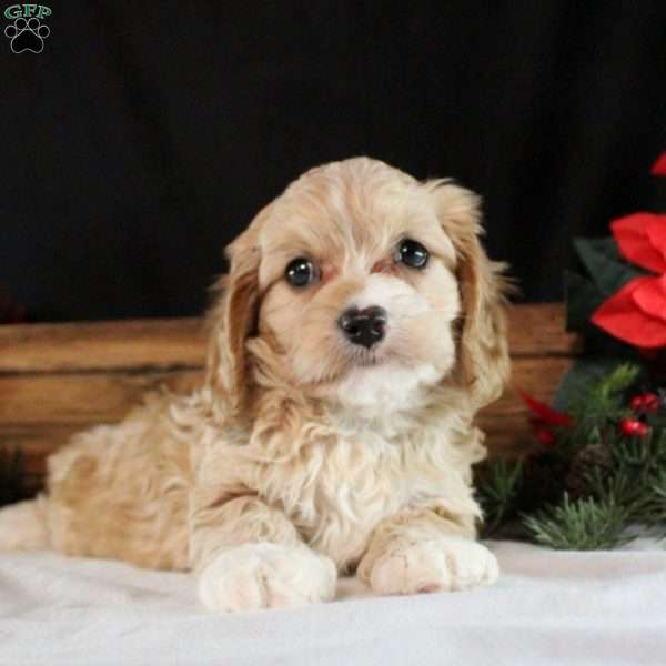 Oakley, Cavapoo Puppy