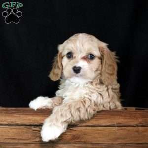 Oakley, Cavapoo Puppy