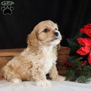 Oakley, Cavapoo Puppy