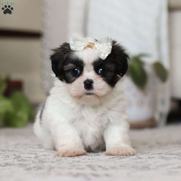 Oakley, Shih Tzu Puppy