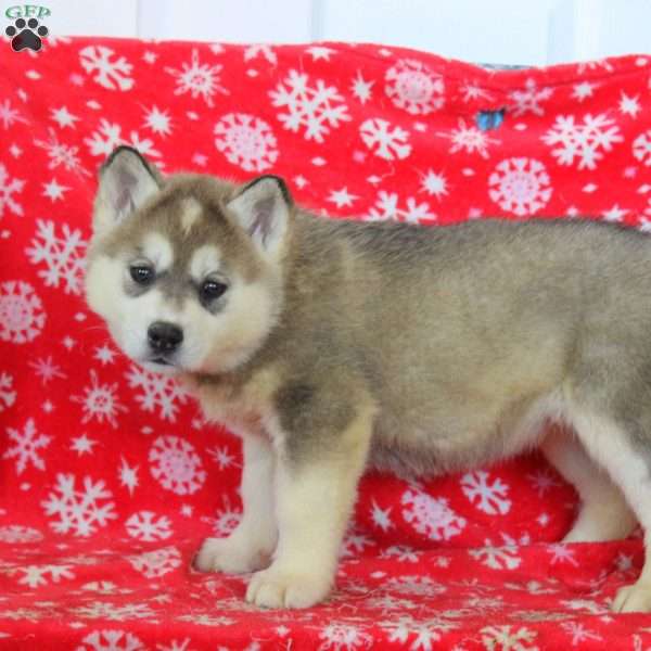 Oaklynn, Akita Mix Puppy