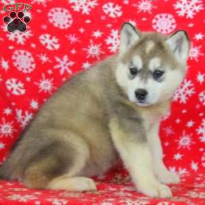 Oaklynn, Akita Mix Puppy