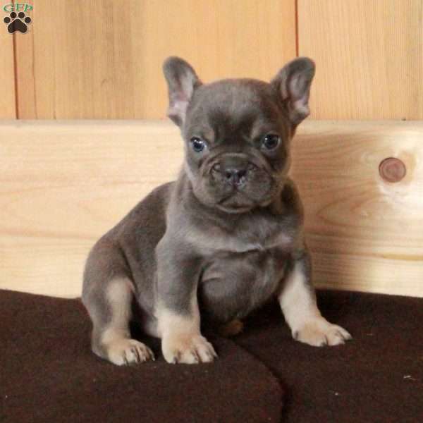 Obi, French Bulldog Puppy