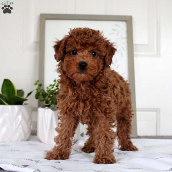 Odin, Toy Poodle Puppy