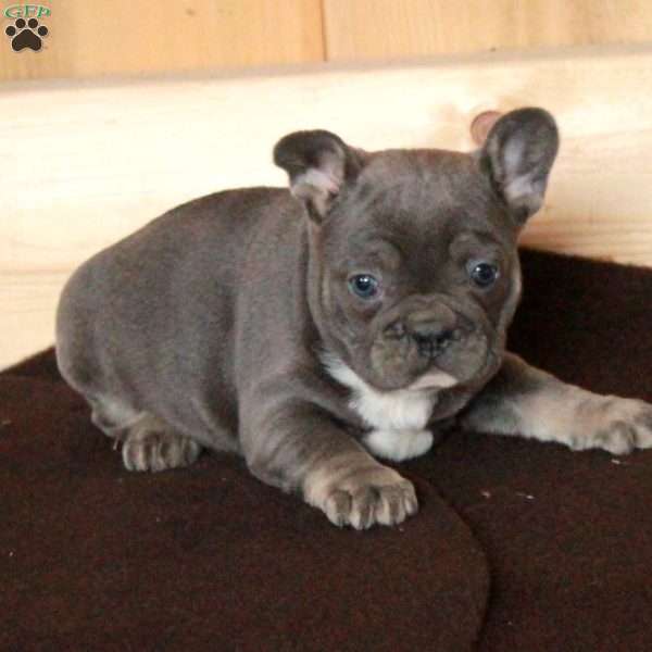 Olive, French Bulldog Puppy