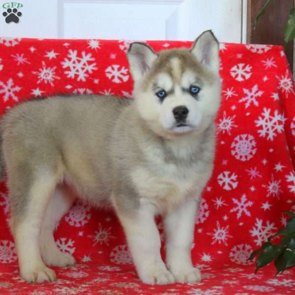 Olive, Akita Mix Puppy