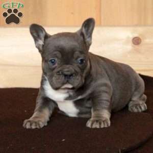 Olive, French Bulldog Puppy