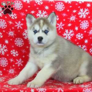 Olive, Akita Mix Puppy