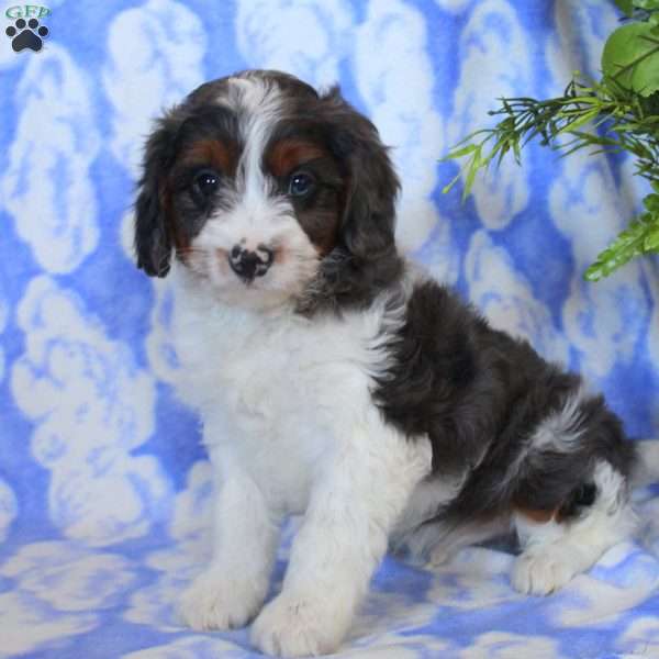 Oliver, Cavapoo Puppy