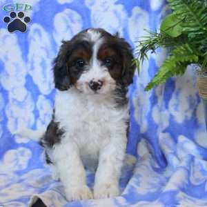 Oliver, Cavapoo Puppy