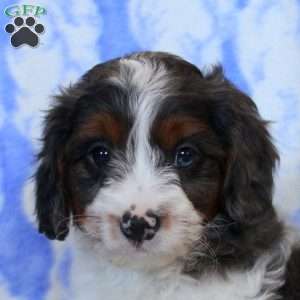 Oliver, Cavapoo Puppy