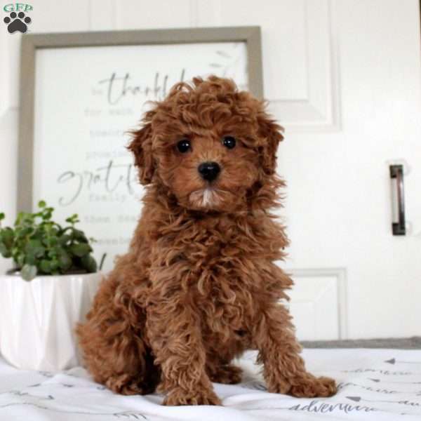 Olivia, Toy Poodle Puppy