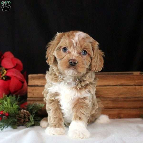 Olivia, Cavapoo Puppy