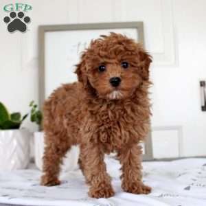 Olivia, Toy Poodle Puppy