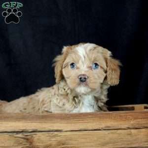 Olivia, Cavapoo Puppy