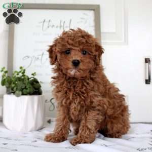 Olivia, Toy Poodle Puppy