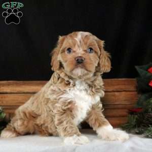 Olivia, Cavapoo Puppy