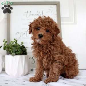 Olivia, Toy Poodle Puppy