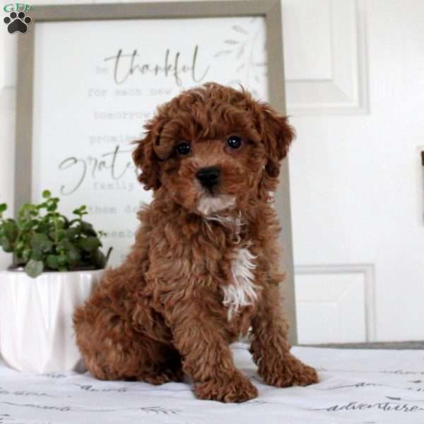 Ollie, Toy Poodle Puppy