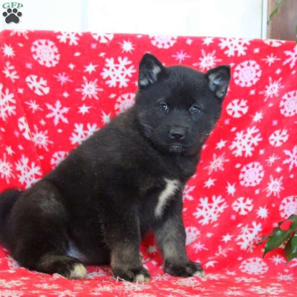 Opal, Akita Mix Puppy