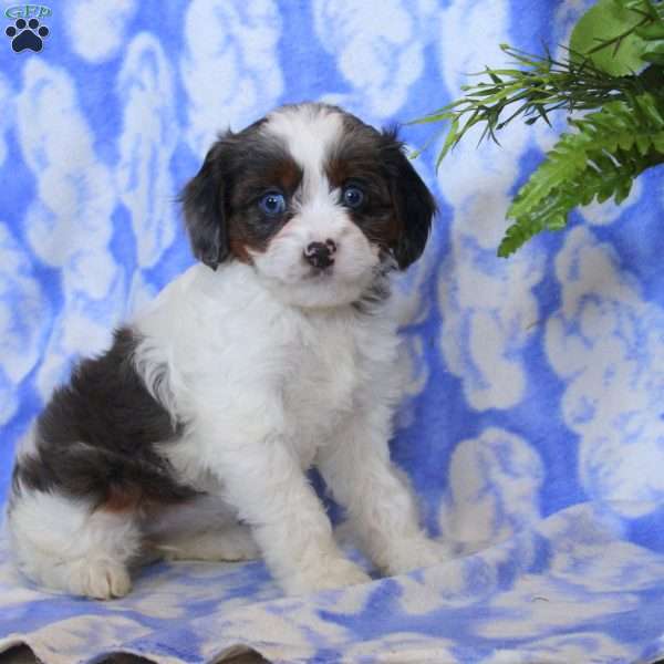 Opal, Cavapoo Puppy