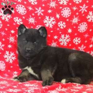 Opal, Akita Mix Puppy