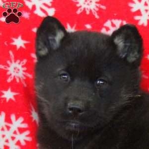 Opal, Akita Mix Puppy