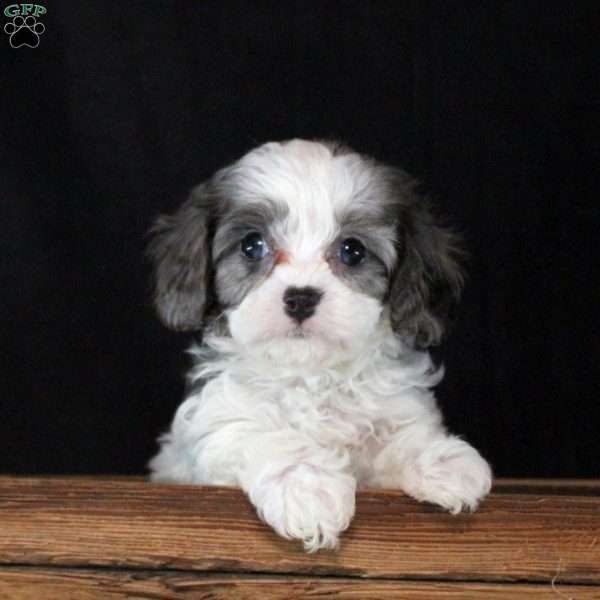 Opal, Cavapoo Puppy