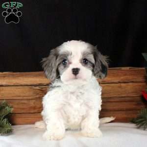 Opal, Cavapoo Puppy