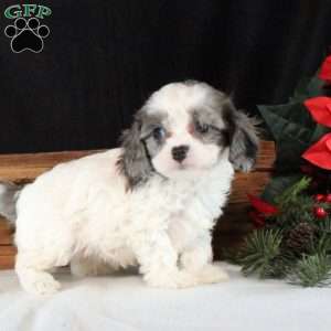 Opal, Cavapoo Puppy