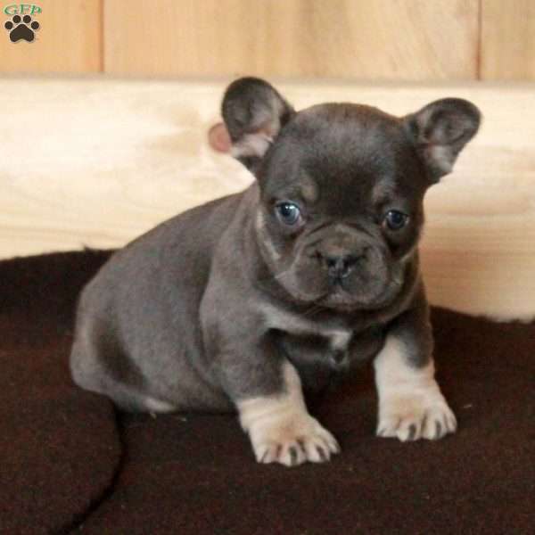 Ophelia, French Bulldog Puppy