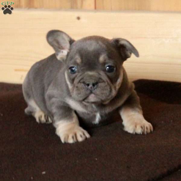 Oscar, French Bulldog Puppy