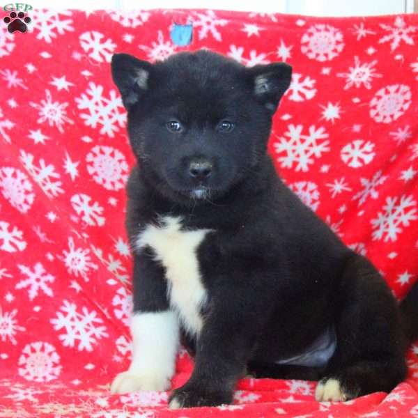 Oscar, Akita Mix Puppy