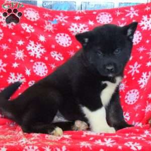 Oscar, Akita Mix Puppy