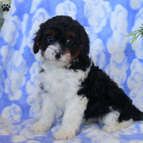 Oscar, Cavapoo Puppy