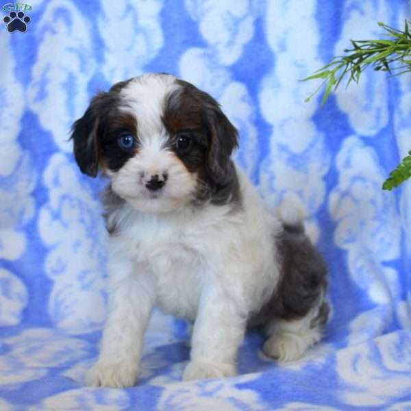 Owen, Cavapoo Puppy