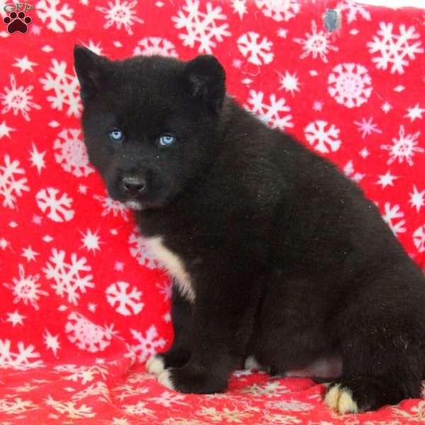 Owen, Akita Mix Puppy