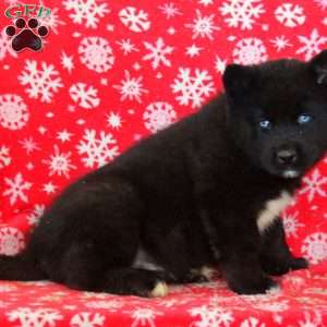 Owen, Akita Mix Puppy