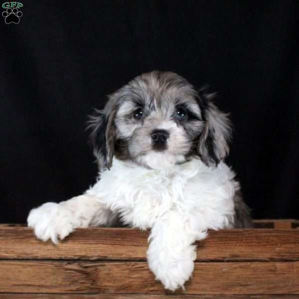 Ozzy, Cavapoo Puppy