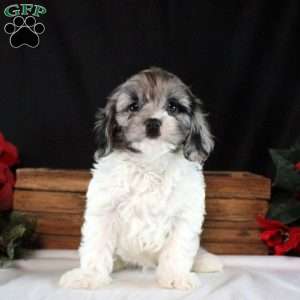 Ozzy, Cavapoo Puppy