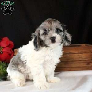 Ozzy, Cavapoo Puppy