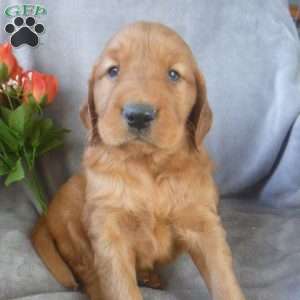 Yoel, Golden Irish Puppy