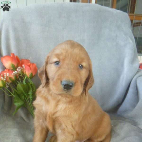 Yoel, Golden Irish Puppy