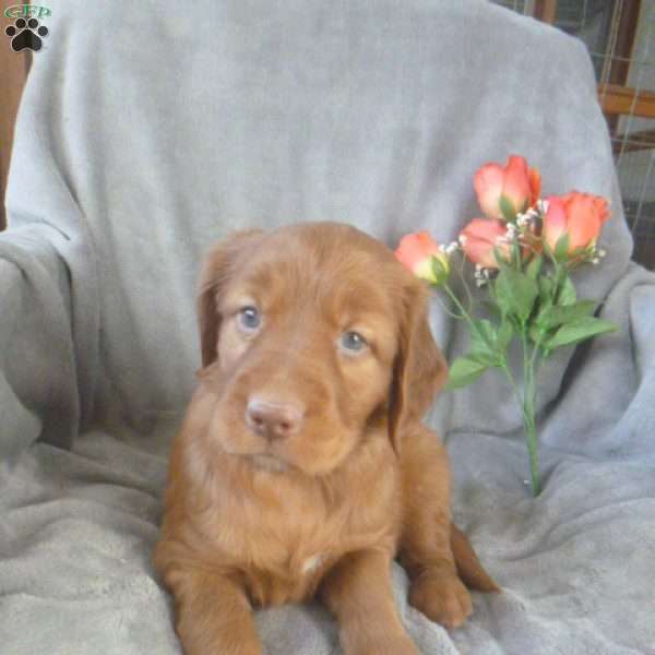 Yakira, Golden Irish Puppy