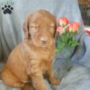 Yakira, Golden Irish Puppy