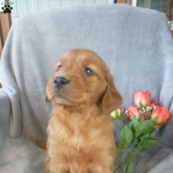 Yetta, Golden Irish Puppy