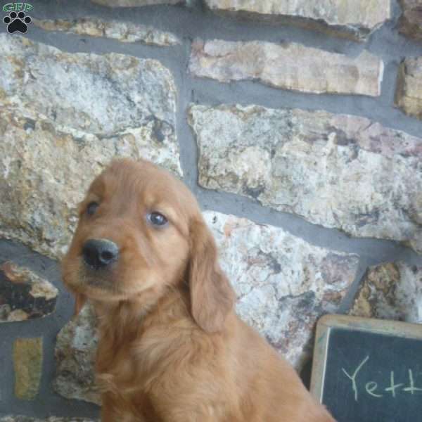 Yetta, Golden Irish Puppy